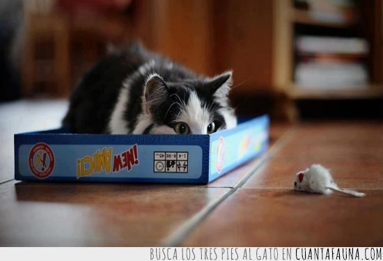 gato,raton,ratoncito,de juguete,cazador,acechar