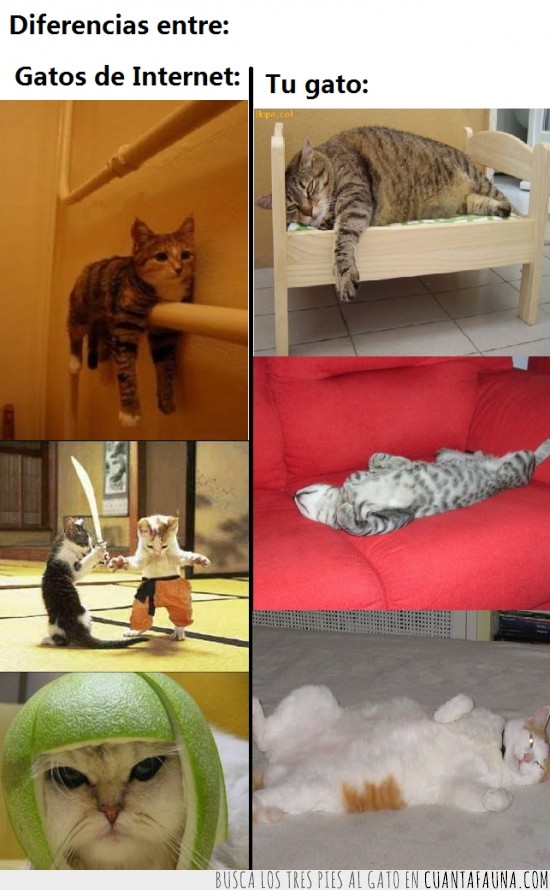 gatos,aburridos,dormir,chulos,gatos de internet
