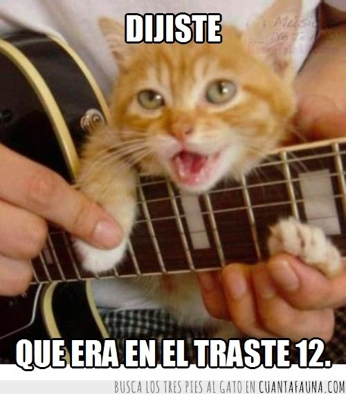 4420 - Gato guitarrista