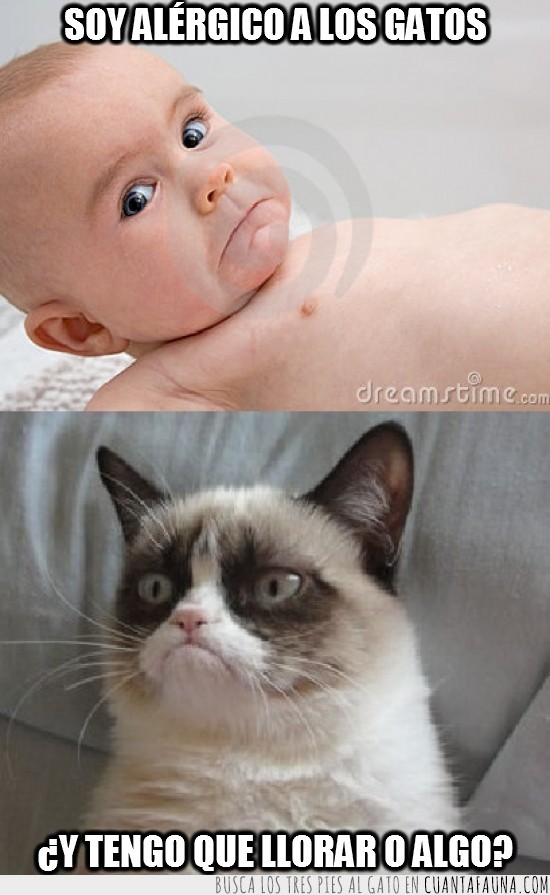 gato gruñon,grumpy cat,alergico,alegrar,bebé,llorar