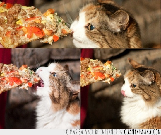 gato,pizza,comer,descubrir,comida
