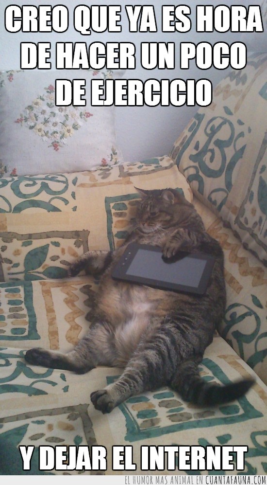 gata,internet,tablet,sofa,mirada perdida,tumbada