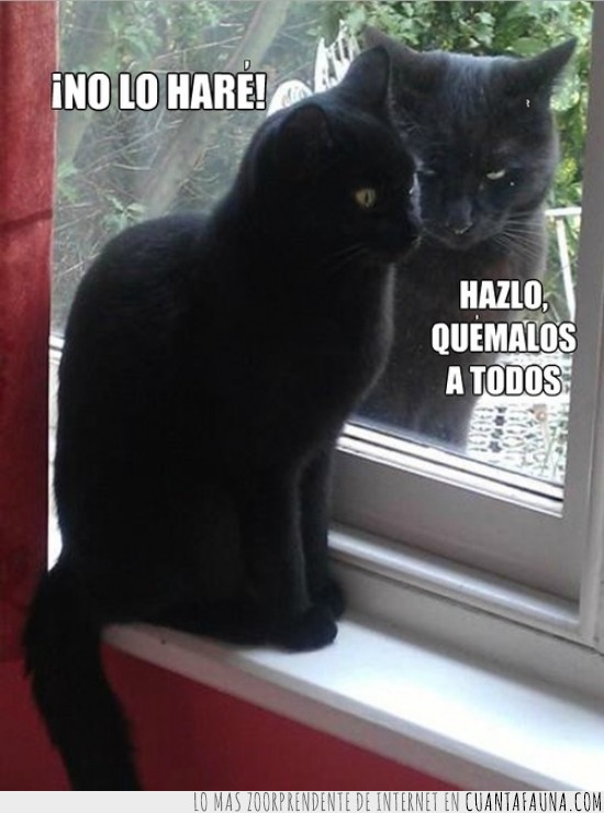 Gato,Negro,Voces,Maldad