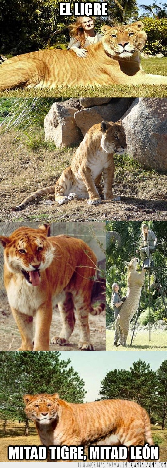 ligre,león,gran felino,tigre