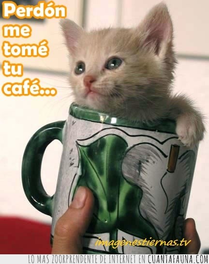 café,leche,taza,gato