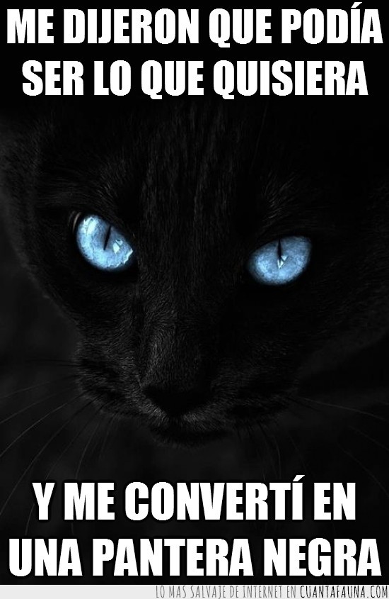 pantera negra,converir,gato,negro,ojos azules