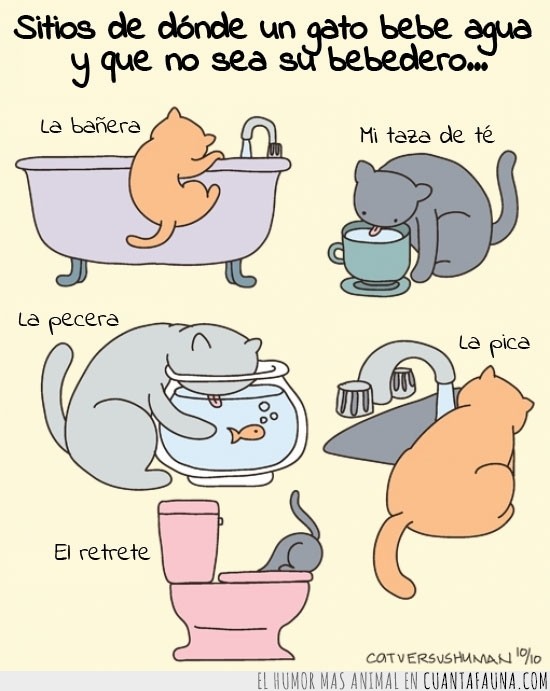 tu gato también,Gato,beber,sitios varios,agua