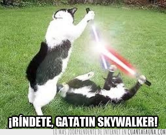 genial,gato,raro,espada laser