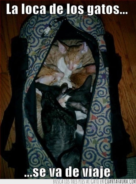 maleta,mochila,bolsa,gatos,dentro,loca de los gatos,viaje