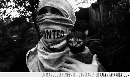 gato,rebelde,subversivo,protestante