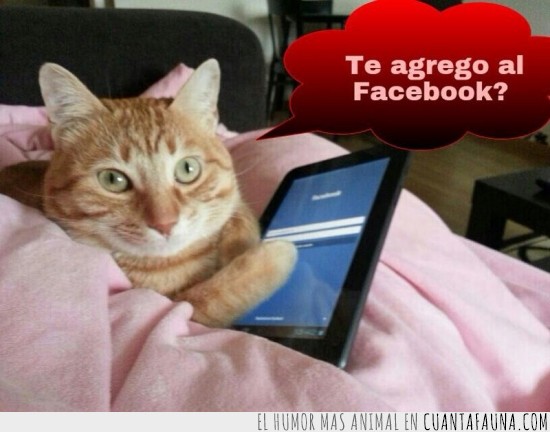 gato,facebook,usuario,agregar,tablet