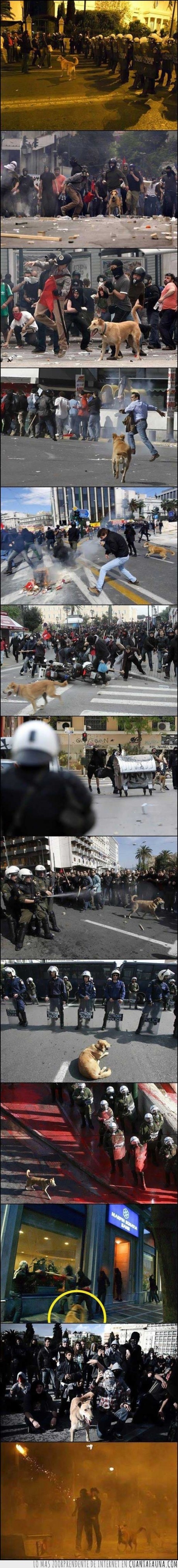 policia,riot dog,perro,cojones,huevos,protesta