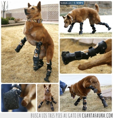 perro,protesis,abandonado