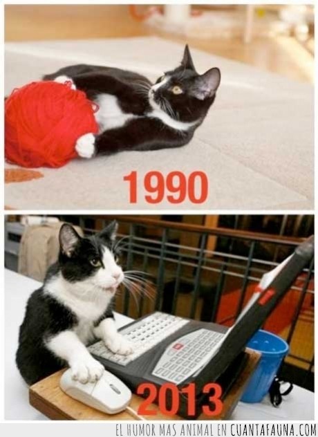jugar,ordenador,ahora,antes,gato