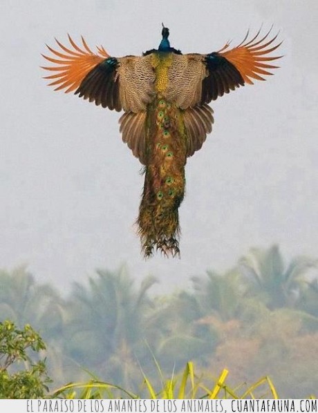 selene,pavo real,volando,flying peacock