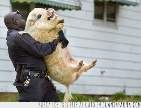 policia,cerdo,compañero
