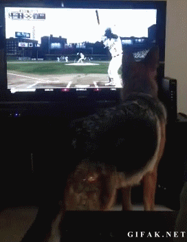 television,Perro,TV,Beisbol,Ataque,Caída,Baseball