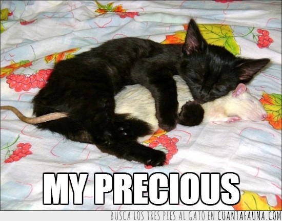 rata,gato,ratón,abrazo,abrazar,dormir,premio,negro