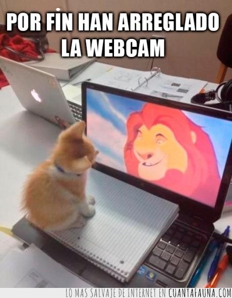 arreglar,webcam,gato,comunicarse,simba,el rey leon