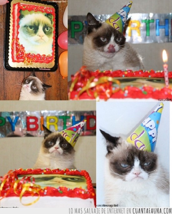 grumpy cat,primer cumpleaños,gatito,gato gruñon,fiesta,pastel,gorrito