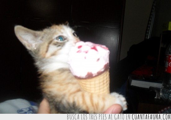 cucurucho helado,gato verano,helado,gato comiendo,felino en verano