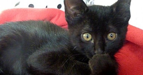 Cuánta Fauna &gt; Tu novia me mima más que a ti