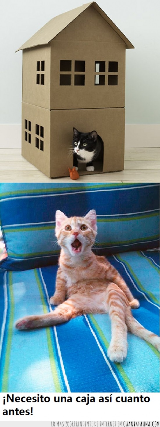 gato,sorprendido,caja,casa