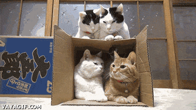 caja,caja de carton,dormir,familia,gatos,muchos