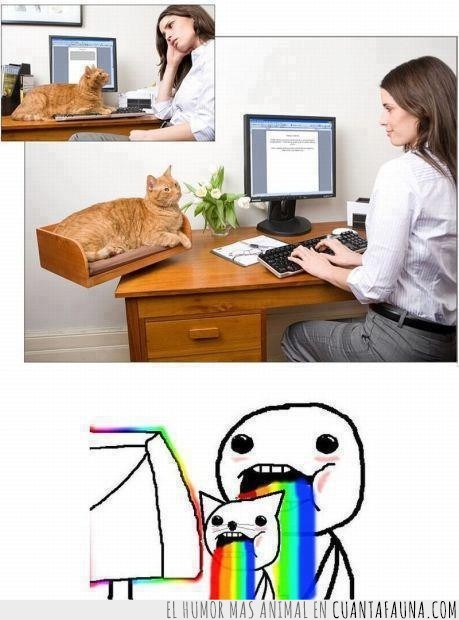 puke rainbows,gato,felicidad,escritorio,cama