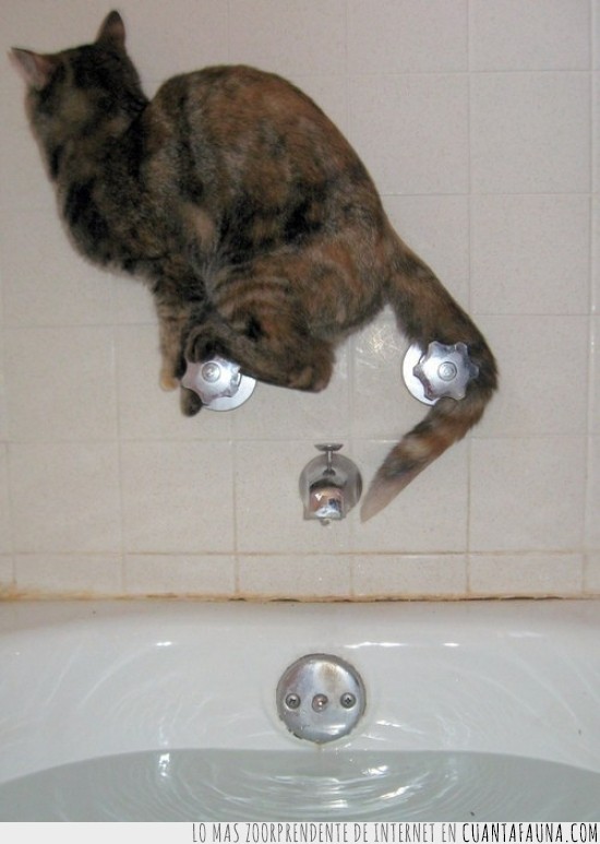 NO,bañarse,agua,gato,grifos,trepar,bañera