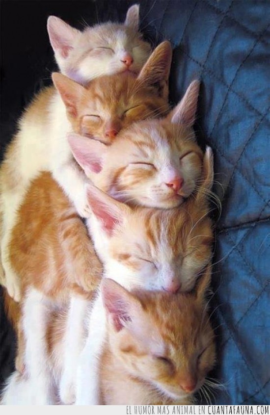 gatos,juntos,dormir,todos,sofa