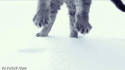camara lenta,cayendo,gato,nieve,patas,slow motion