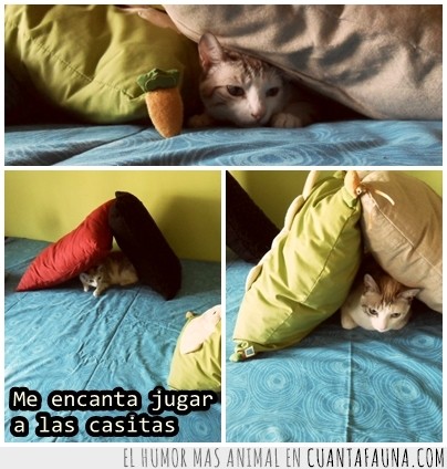gato,escondido,jugar,cómodo,cama,gata