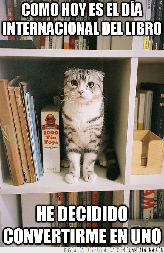 convertirme,librería,gato,libros,gatos