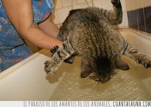 gato,agua,baño,bañera,resistirse