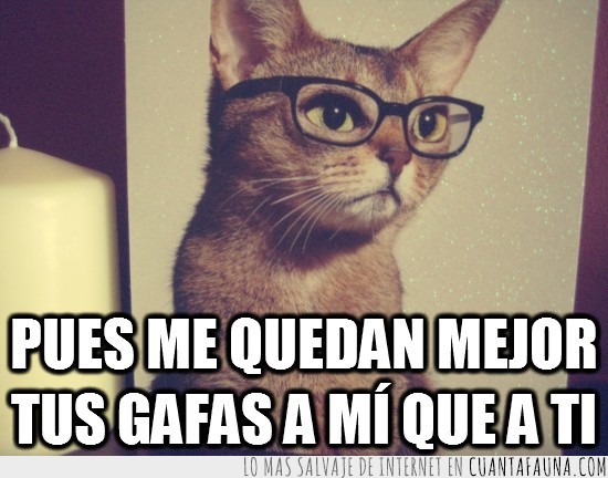 gafas,gato,humano,intelectual