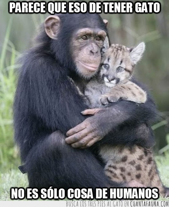 abrazo,lince,mono,gatito,chimpance