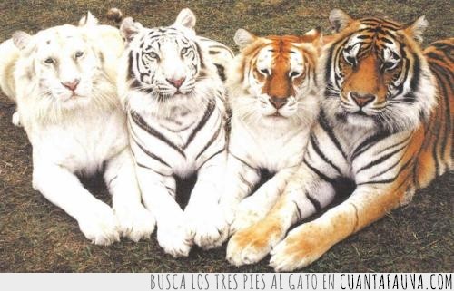 degradado,tigres,albino
