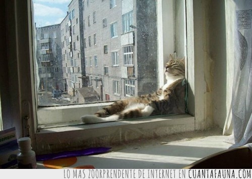 ventana,sol,gato,tomar el sol,dormir