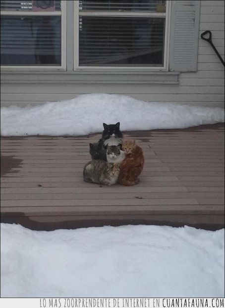 gatos,nieve,juntos