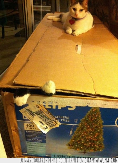 gato,caja,encerrar,divertido