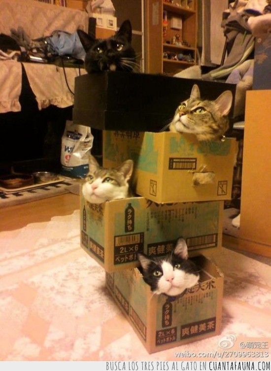 gatos,apiladas,torre,jenga,cajas
