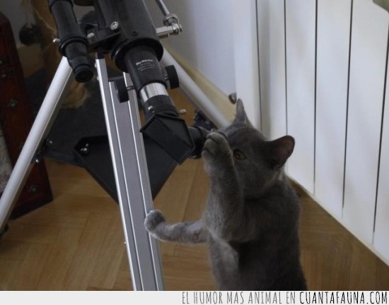gato,telescopio,mirar,planetas,cientifico