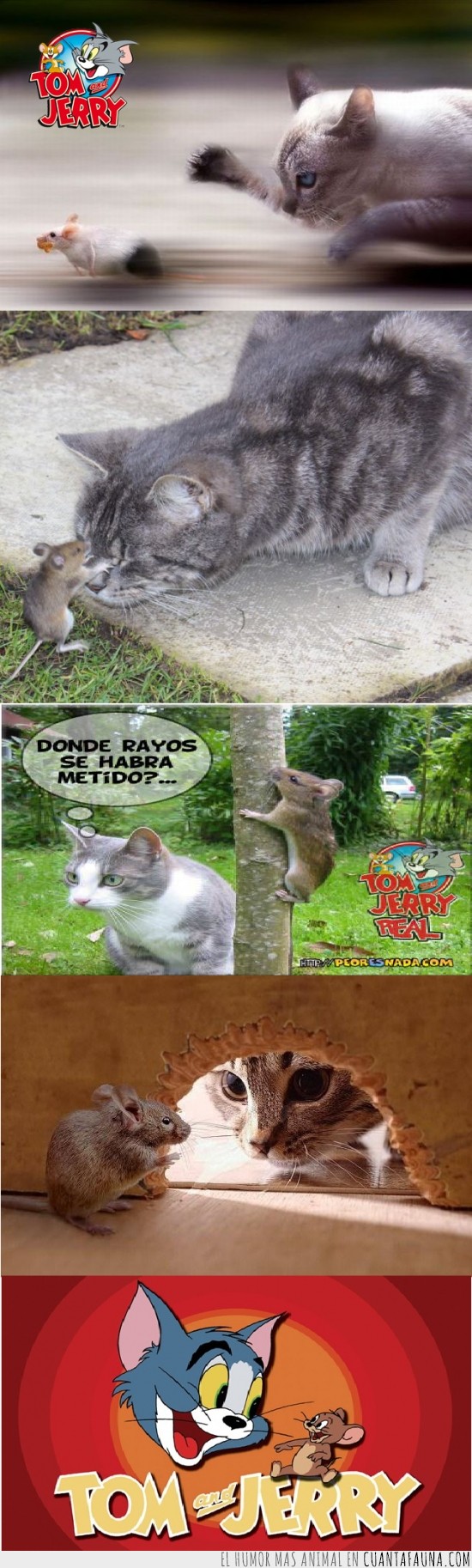 gato,ratón,Tom,Jerry,realista