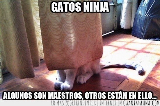 maestro,gato,se ve a la legua,ninja,aprendiz,escondido,cortinas,esconder