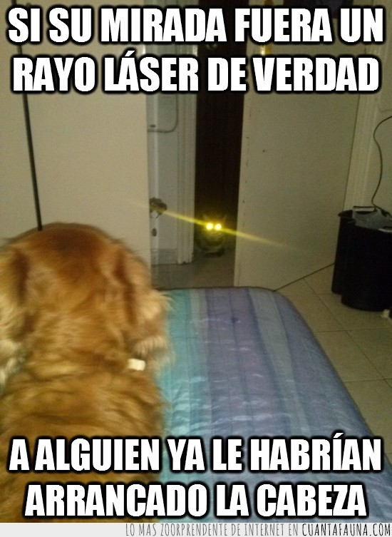 mirada,luz,rayo laser,puerta,perro,mirada asesina