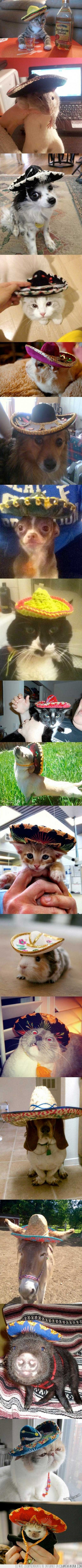mexicano,sombrero,chihuahua,perro,gato,erizo,gorro