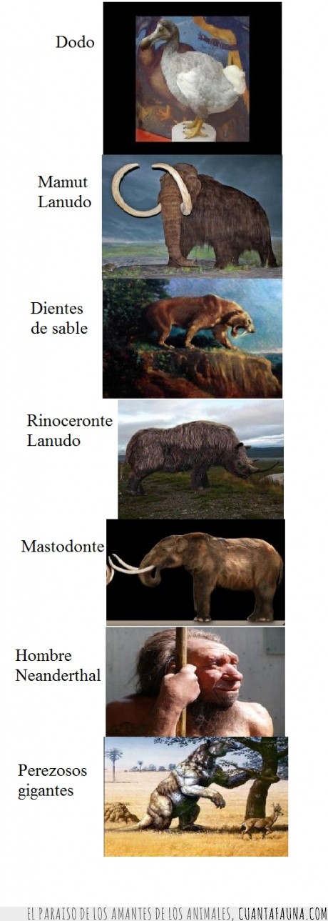 rinoceronte,nehandertal,mamut,perezoso,extintos,Animales