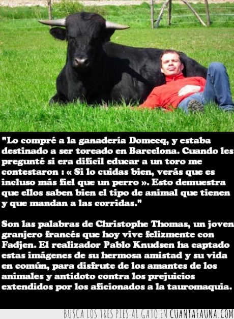 animal,amistad,T.T,matar,toro,buena gente,Christophe Thomas
