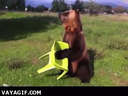 silla de plastico,oso pardo,amarilla,parque,sentar,oso,silla